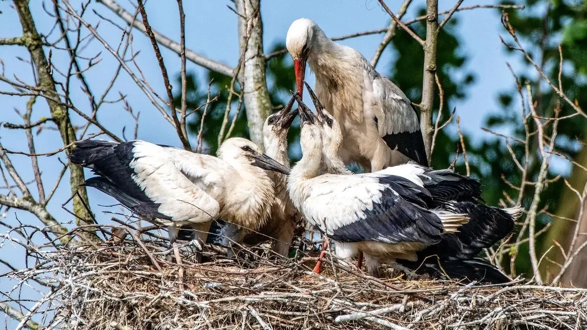Störche, Foto: Peter Malzbender