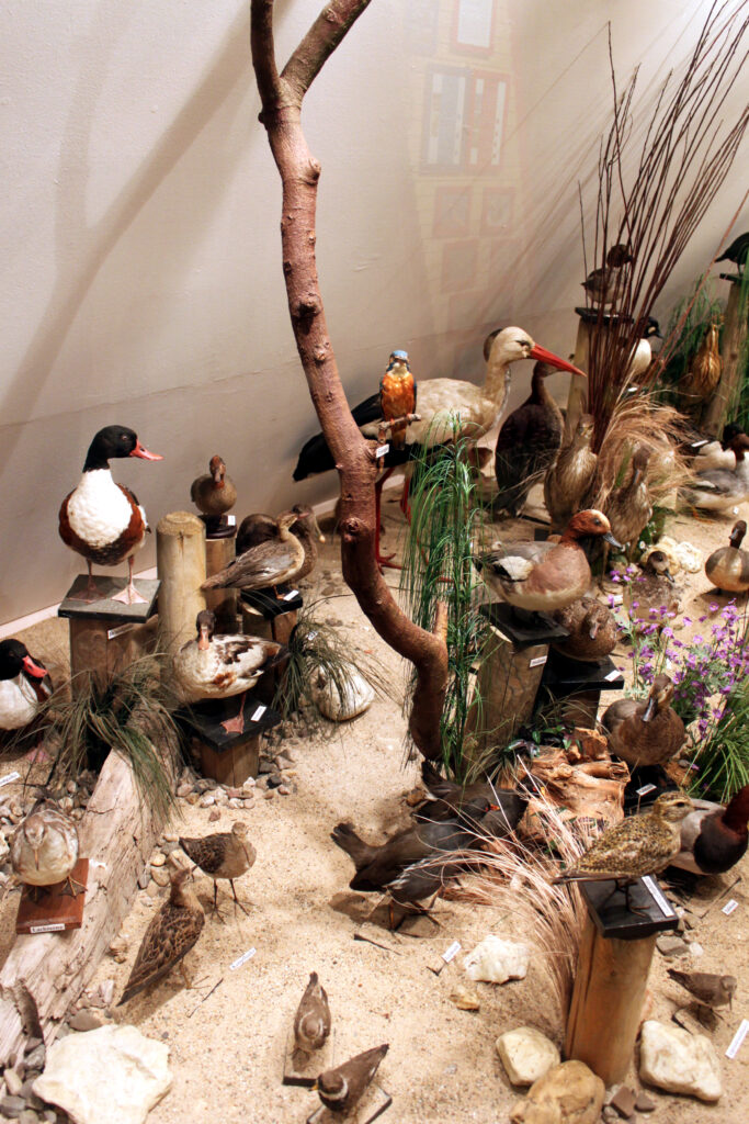 Verschiedene ausgestopfte Vögel und natürliche Elemente in einer Ausstellung, umgeben von Sand und Pflanzen.