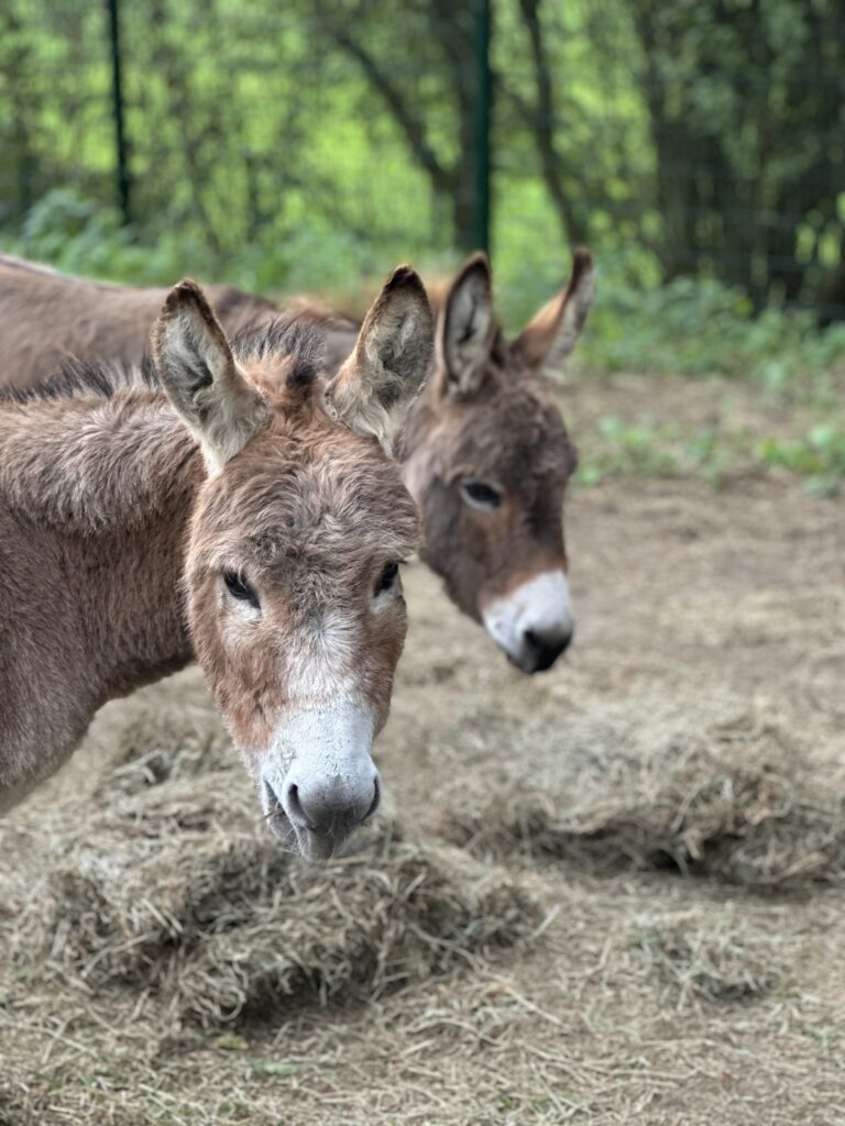 Zwei Esel stehen auf einem Heuboden vor einem verschwommenen grünen Hintergrund.