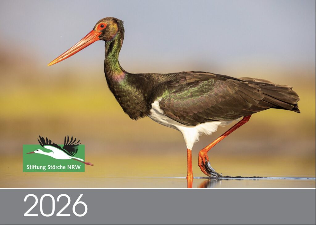 Ein schwarzer Storch steht im Wasser und sucht nach Nahrung. Im Vordergrund ist ein Logo der Stiftung Störche NRW.