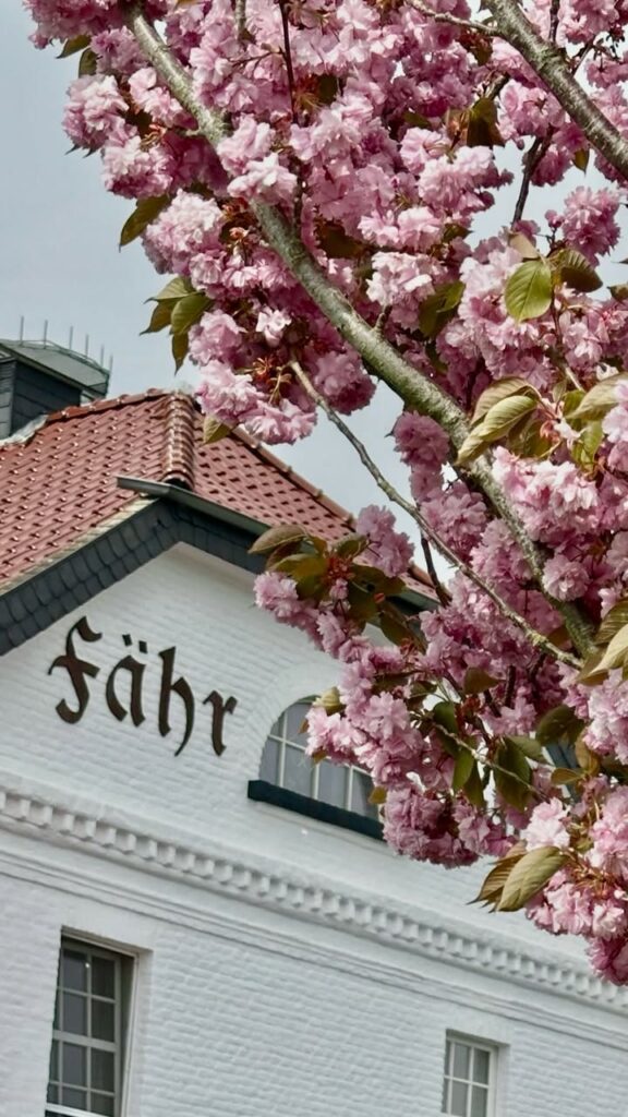 Blühender Kirschbaum vor einem weißen Gebäude mit der Beschriftung "Fähr" und einem roten Dach.