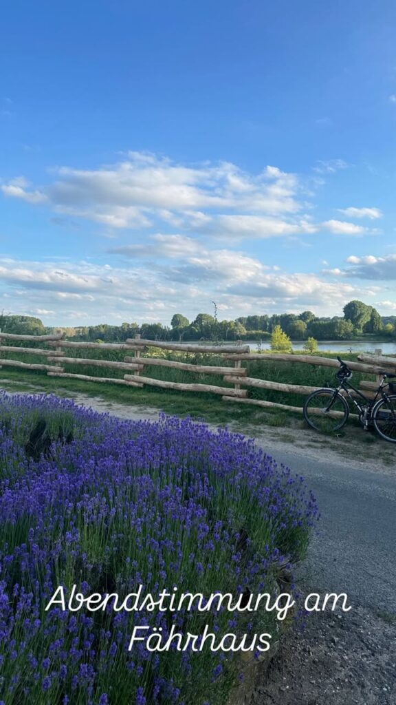Lavendelfelder vor einem Weg, der zum Fährhaus führt, mit einem Fahrrad und einer malerischen Abendstimmung.