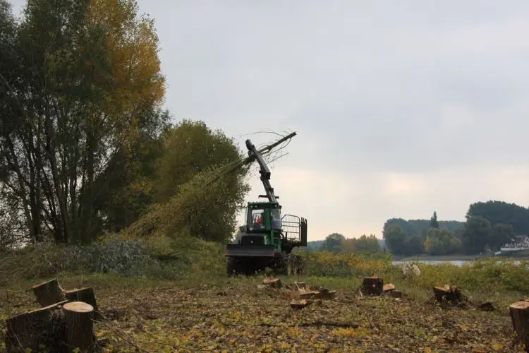 Ge­hölz­ar­bei­ten