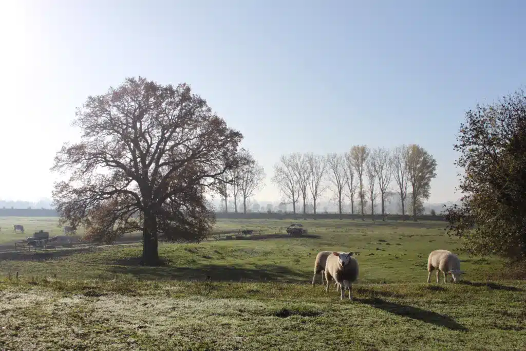 Schafe auf den Feldern
