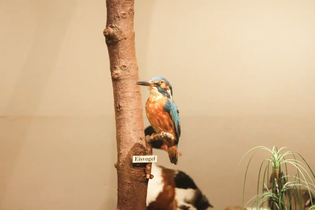 Ein Eisvogel sitzt auf einem Ast vor einem neutralen Hintergrund in einem Ausstellungsraum.