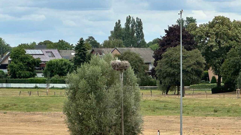 Ein Storchennest auf einem hohen Pfosten ist umgeben von einzelnen Bäumen und einem ländlichen Wohngebiet im Hintergrund.
