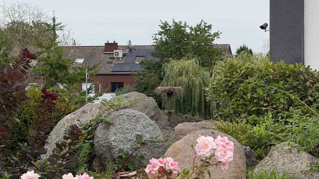 Blick auf einen Garten mit großen Steinen, blühenden Rosen und angrenzenden Häusern im Hintergrund.